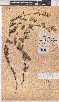 Hermannia prismatocarpa image