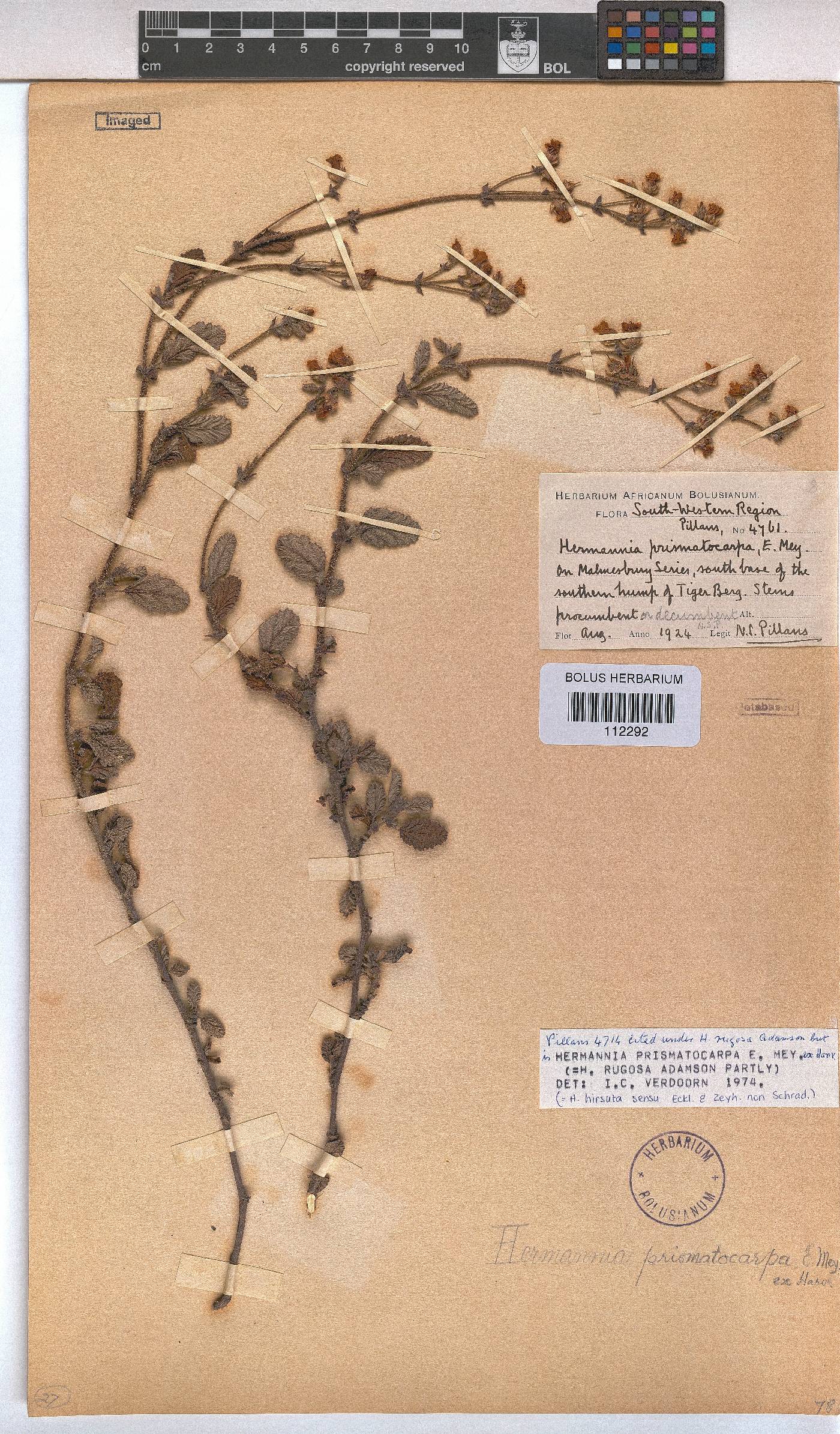 Hermannia prismatocarpa image