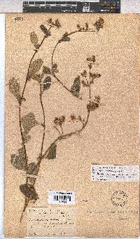 Hermannia prismatocarpa image