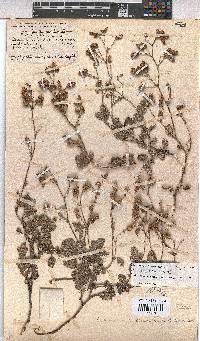 Hermannia prismatocarpa image
