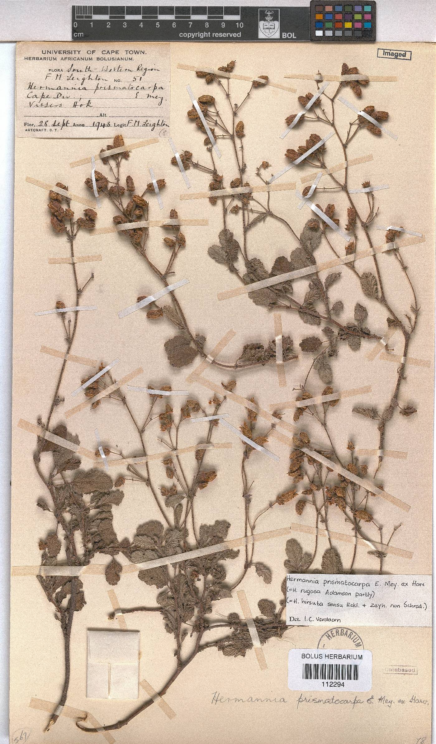 Hermannia prismatocarpa image