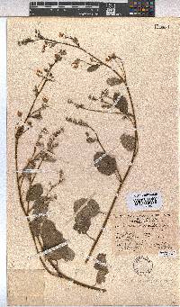 Hermannia scordifolia image