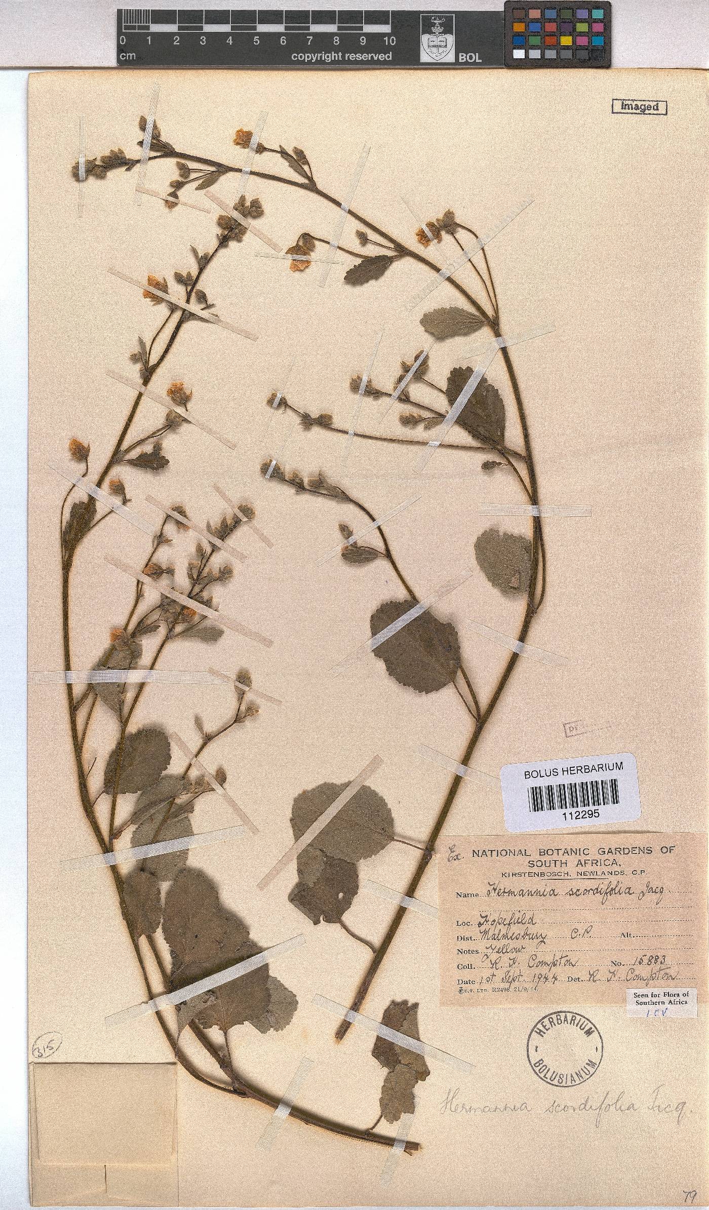 Hermannia scordifolia image