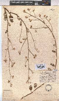 Hermannia scordifolia image