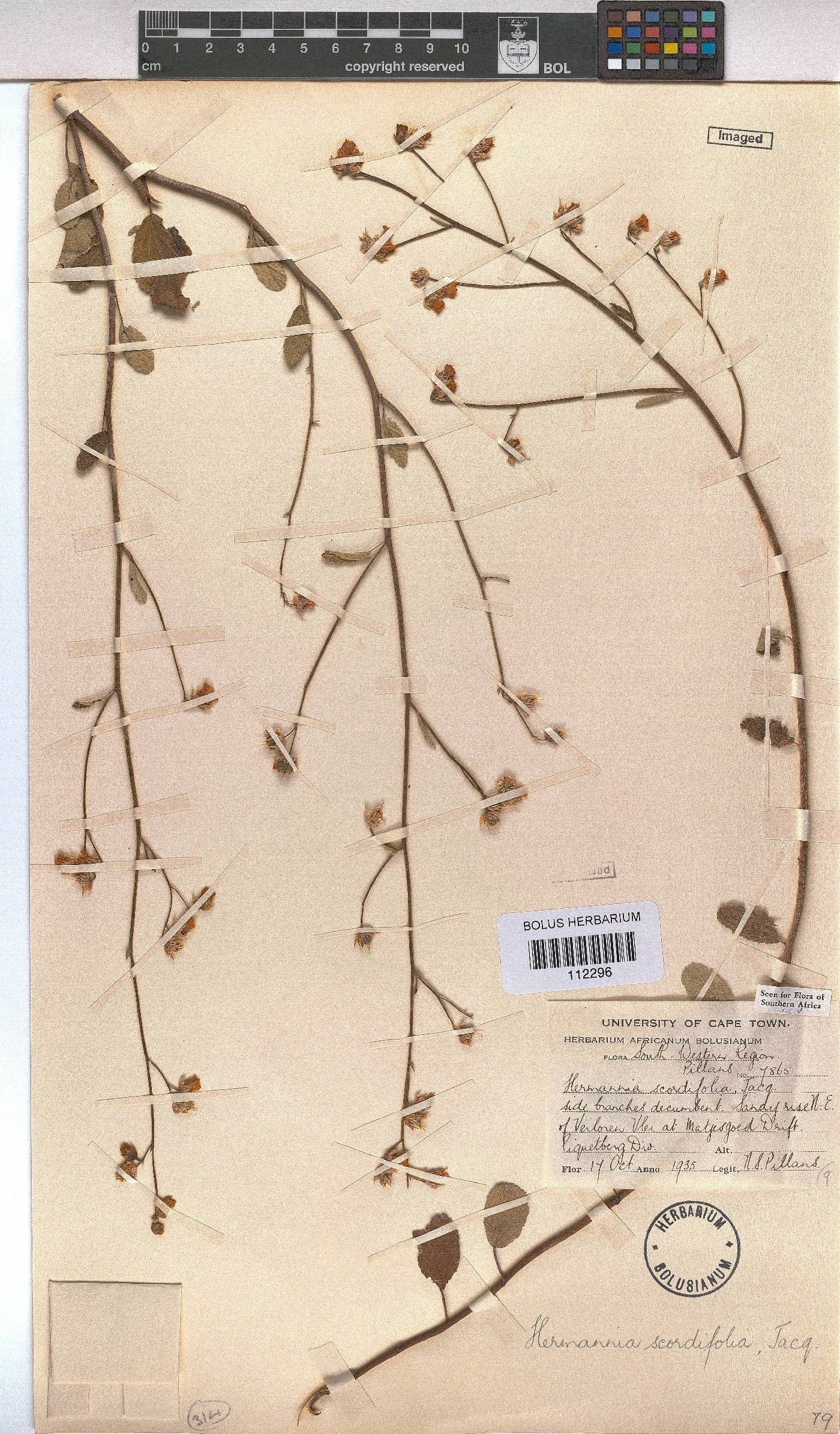 Hermannia scordifolia image