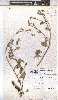 Hermannia scordifolia image