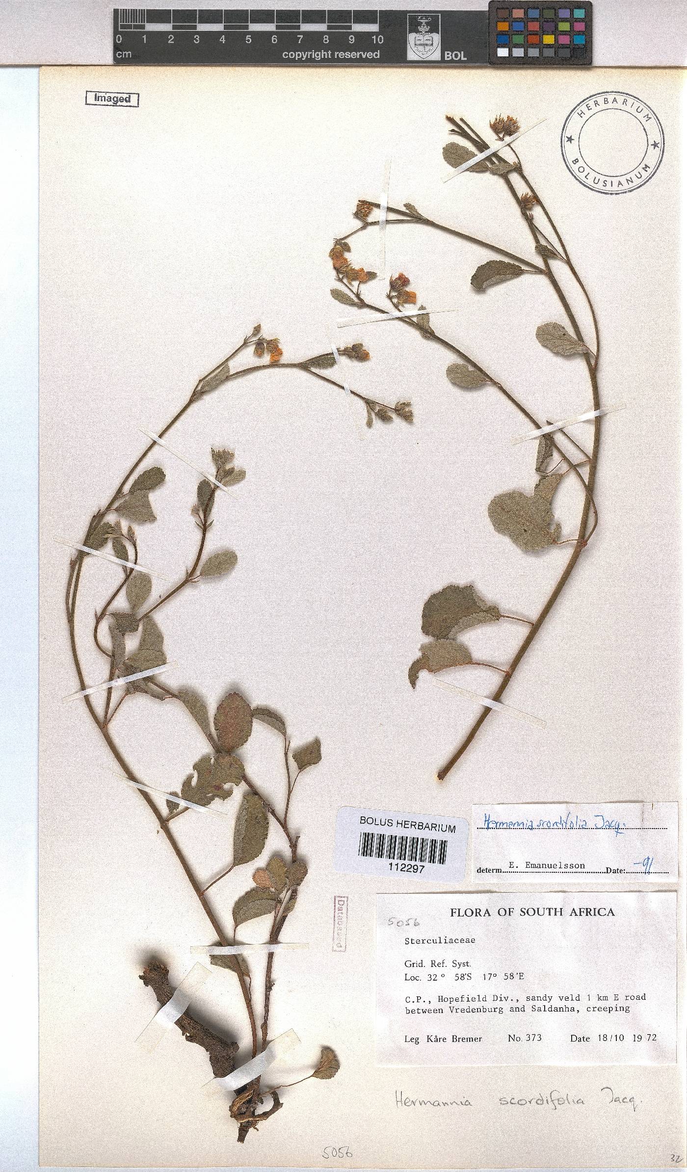 Hermannia scordifolia image