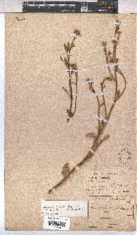 Hermannia scordifolia image