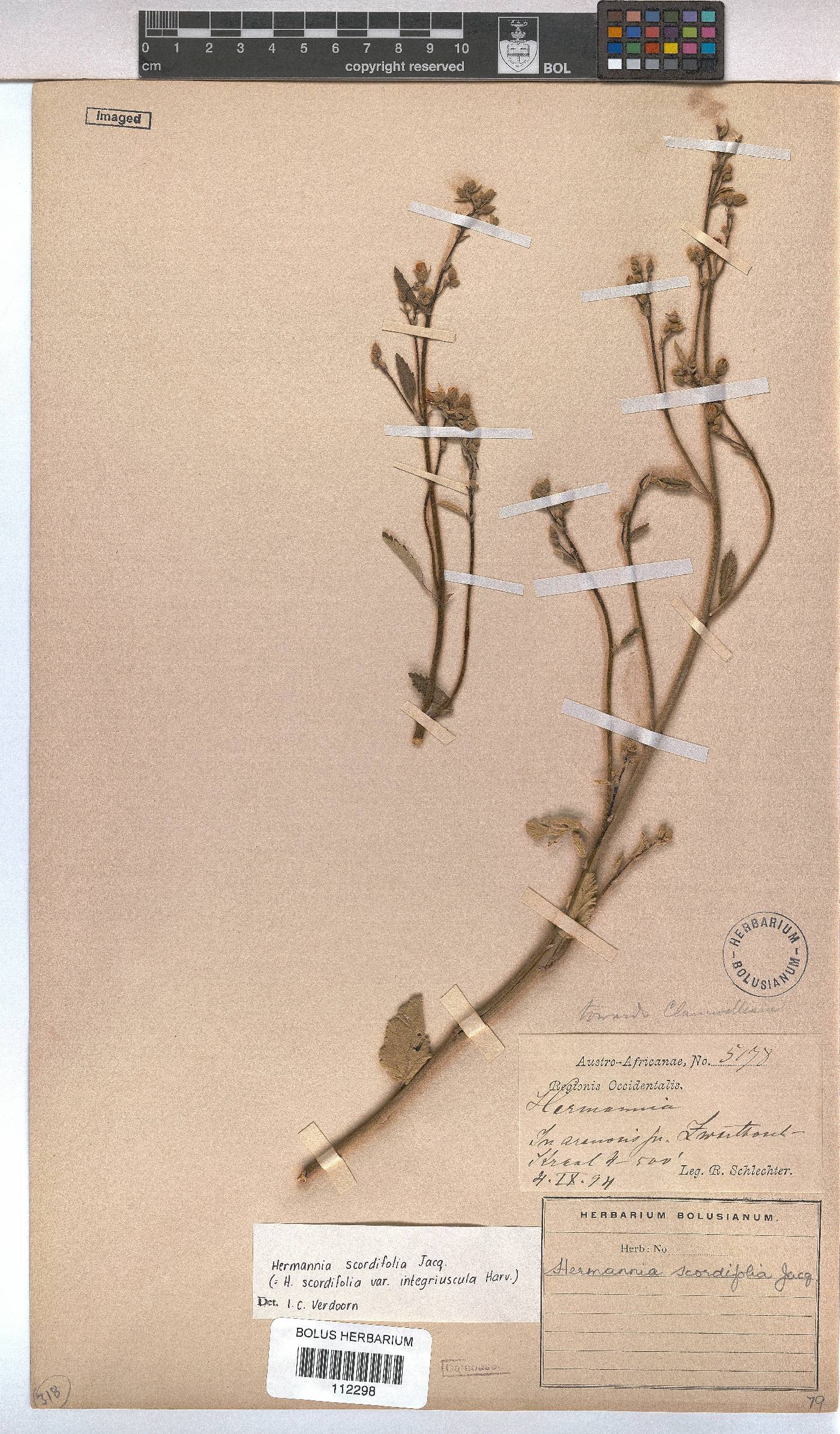 Hermannia image