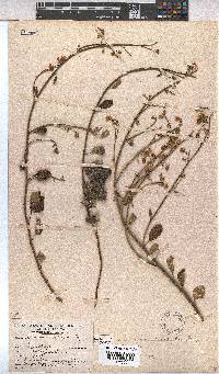 Hermannia scordifolia image