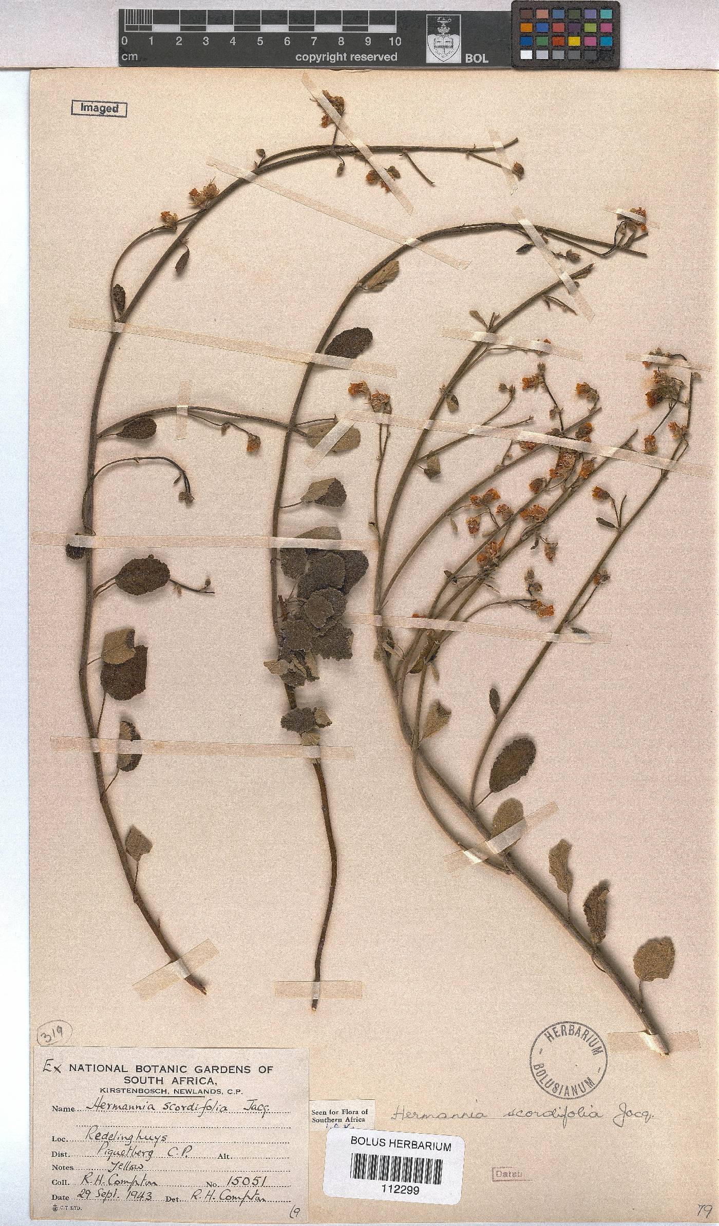 Hermannia scordifolia image