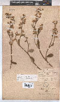 Hermannia scordifolia image