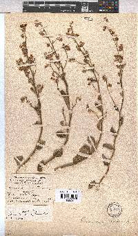 Hermannia scordifolia image