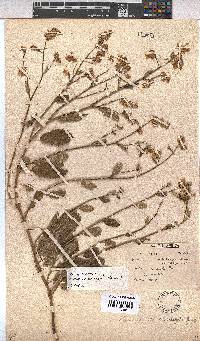 Hermannia scordifolia image