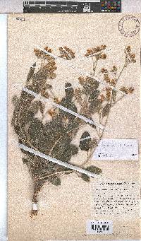 Hermannia scordifolia image