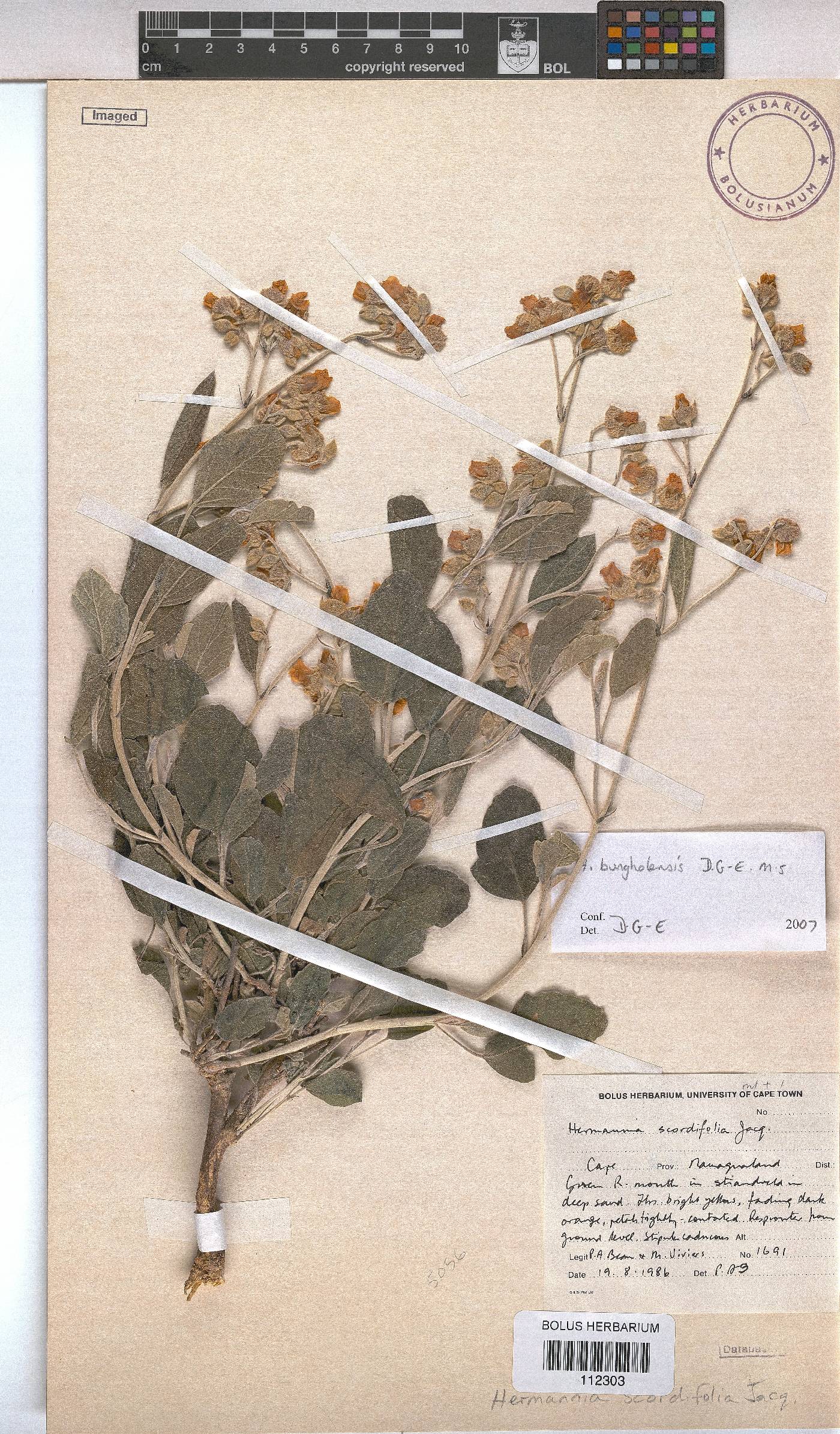 Hermannia scordifolia image