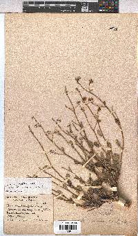 Hermannia scordifolia image
