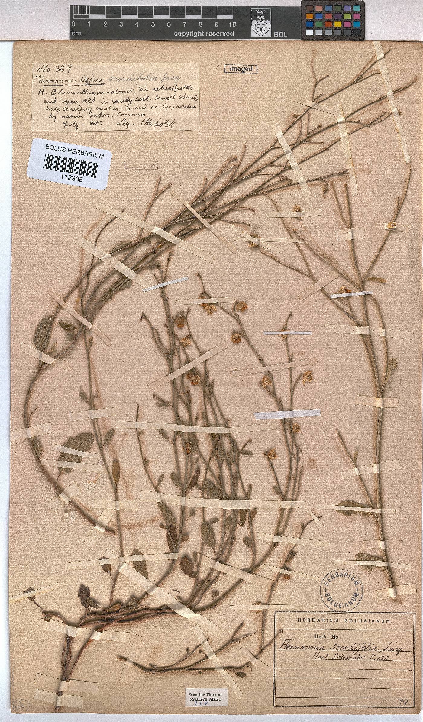 Hermannia scordifolia image