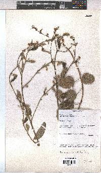 Hermannia scordifolia image