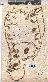 Hermannia scordifolia image