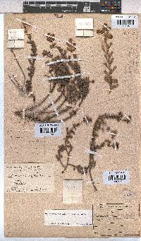Image of Hermannia ternifolia