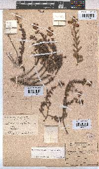 Hermannia ternifolia image