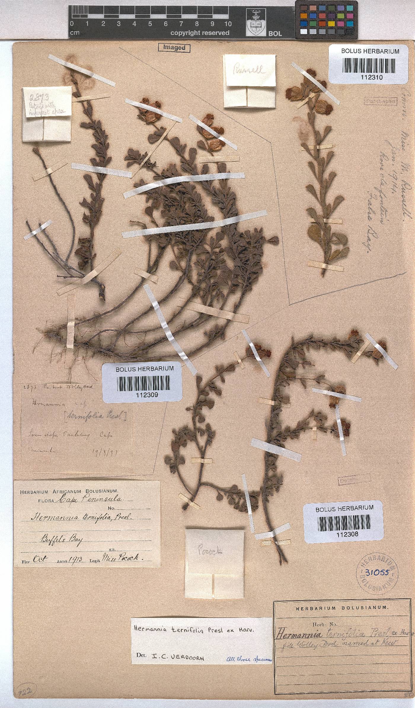 Hermannia ternifolia image
