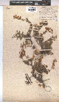 Hermannia ternifolia image