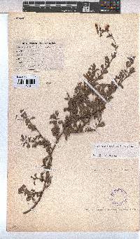 Hermannia ternifolia image