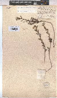 Hermannia ternifolia image
