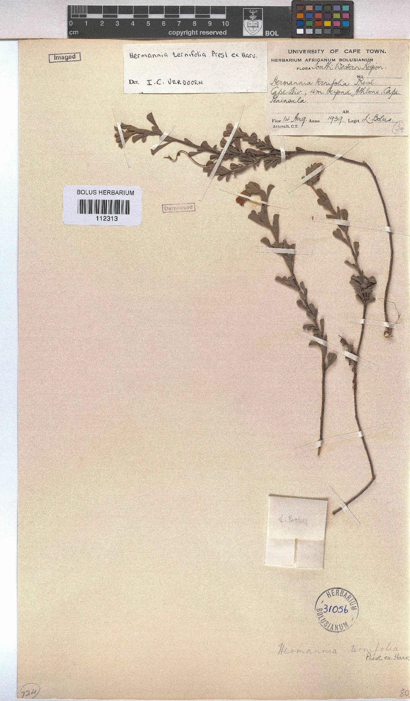 Hermannia ternifolia image