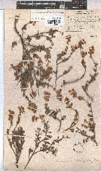 Hermannia ternifolia image