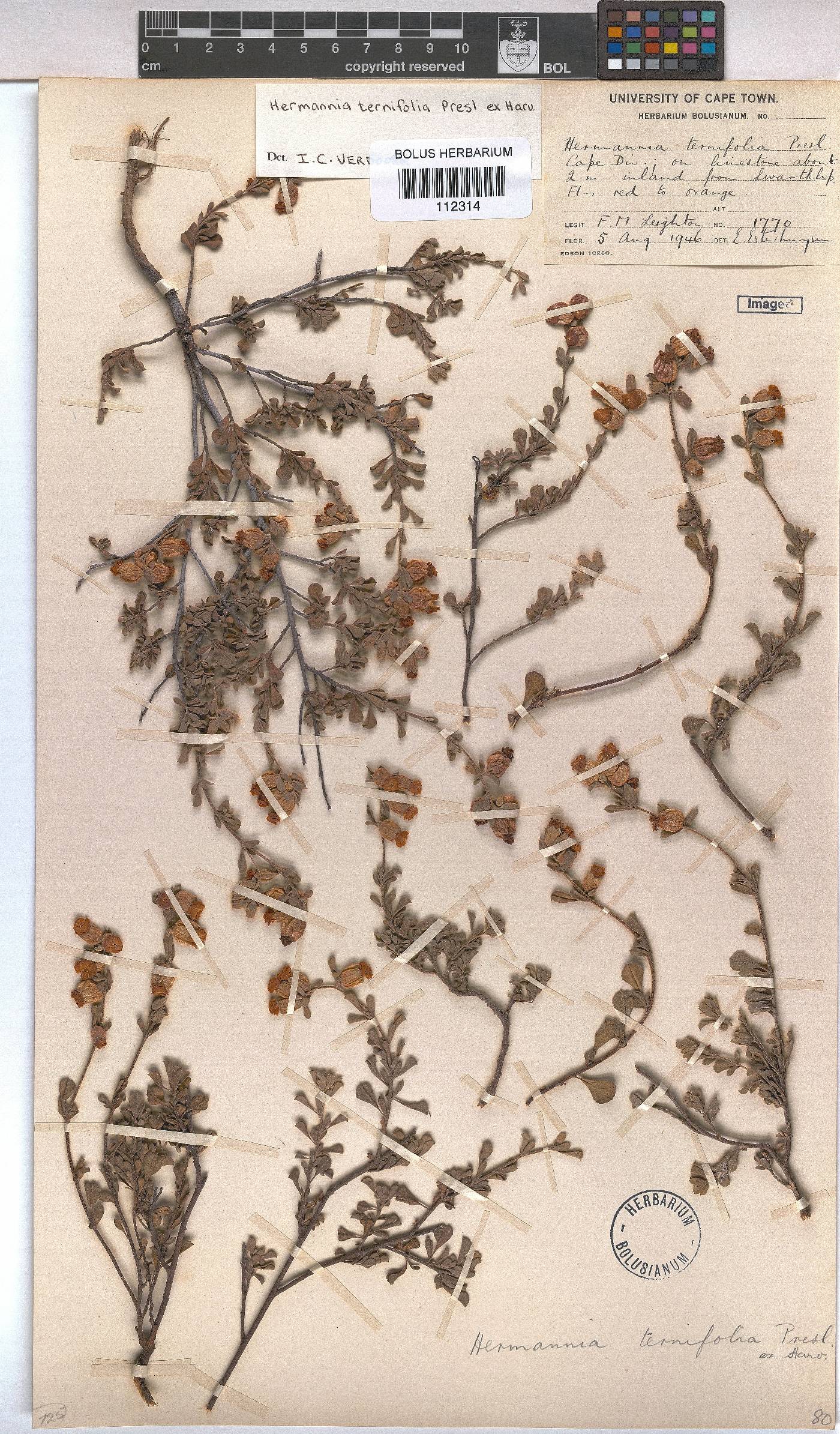 Hermannia ternifolia image