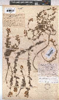 Hermannia ternifolia image