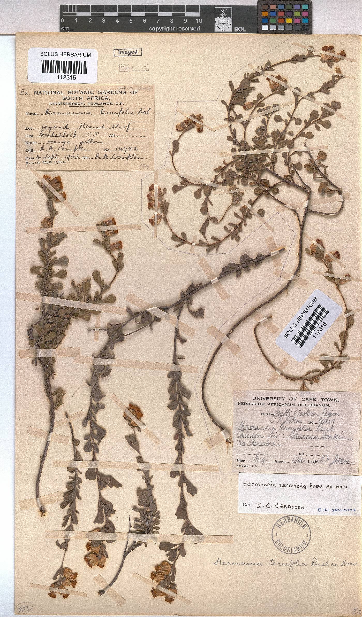Hermannia ternifolia image