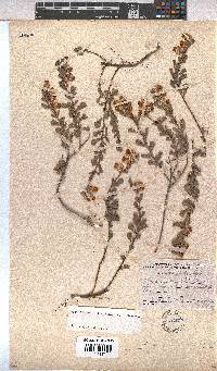 Hermannia ternifolia image