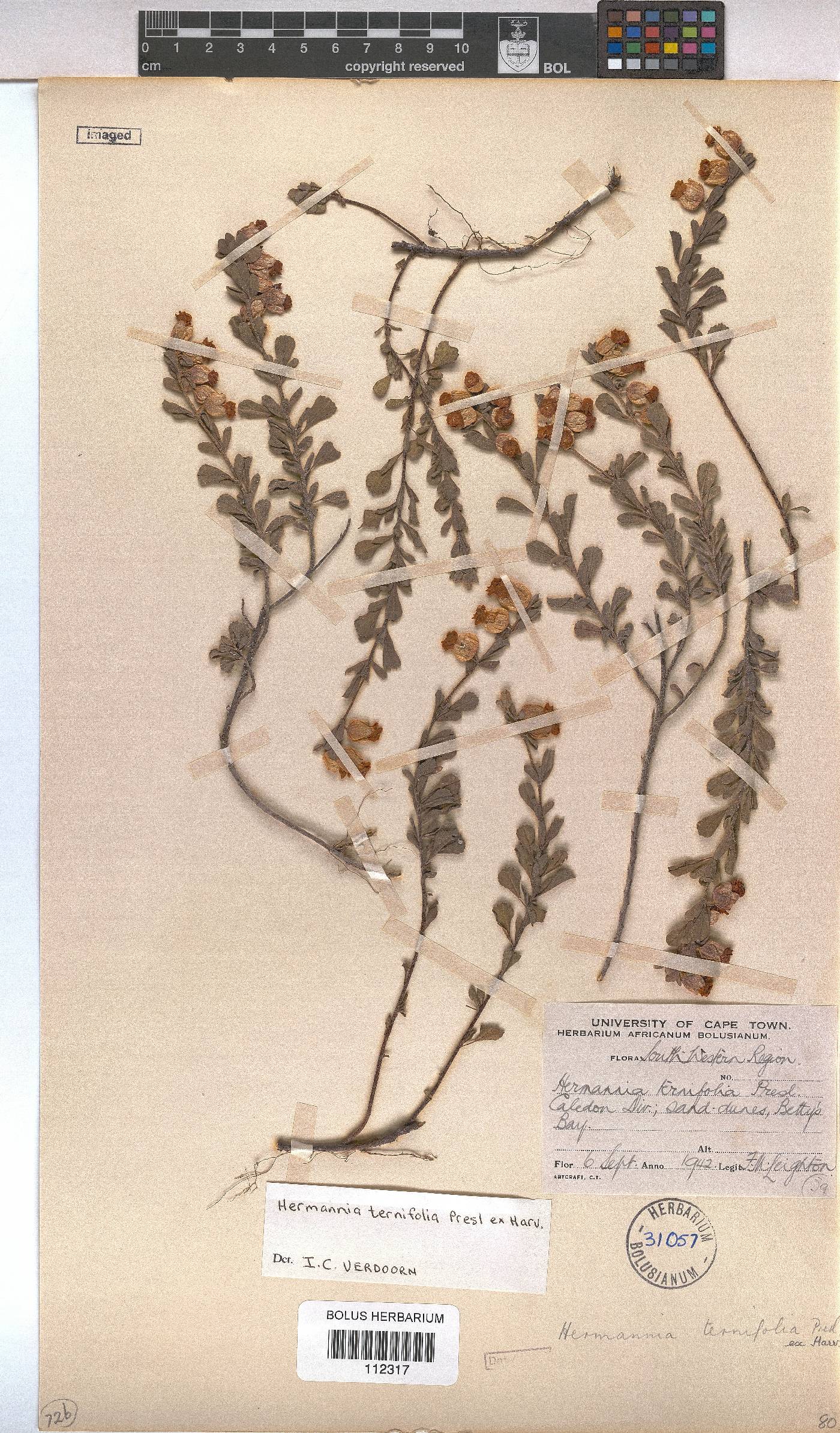 Hermannia ternifolia image