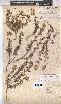Hermannia ternifolia image
