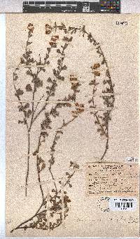 Hermannia ternifolia image