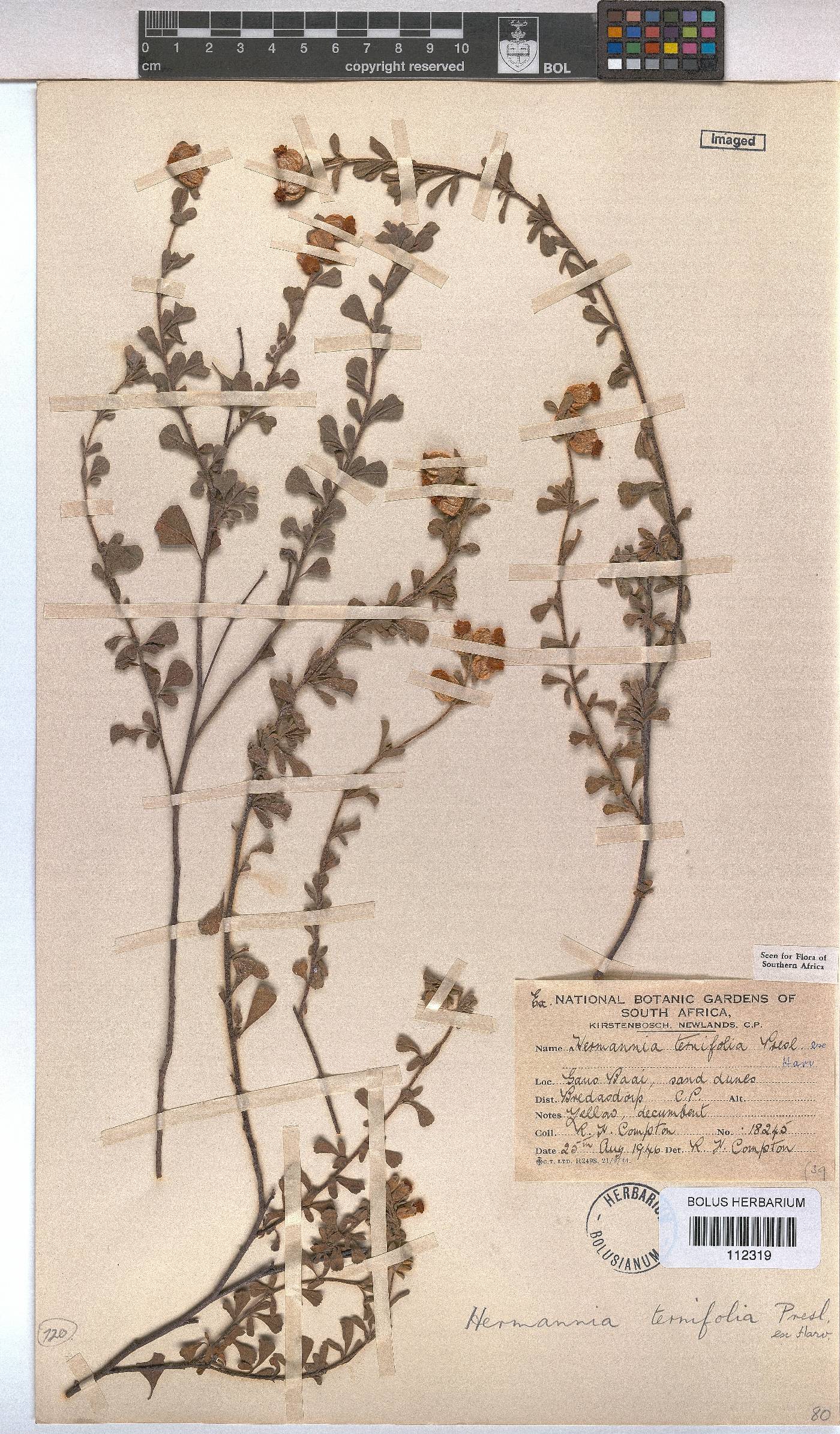 Hermannia ternifolia image