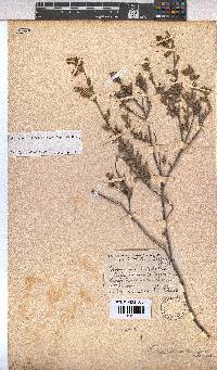 Hermannia ternifolia image