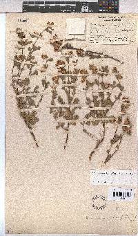 Hermannia ternifolia image