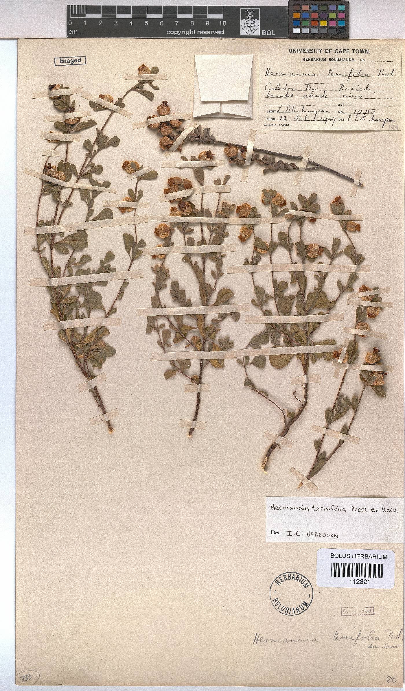 Hermannia ternifolia image