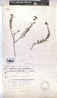 Hermannia ternifolia image