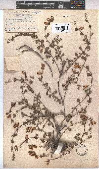 Hermannia ternifolia image
