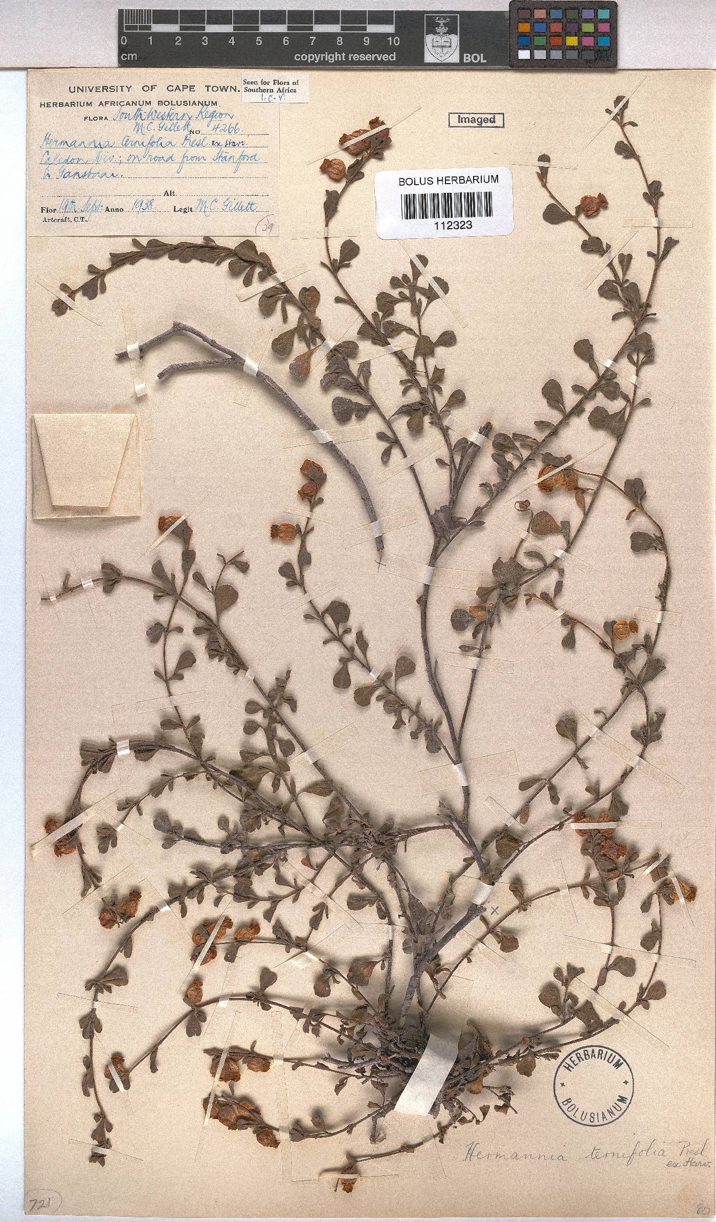 Hermannia ternifolia image