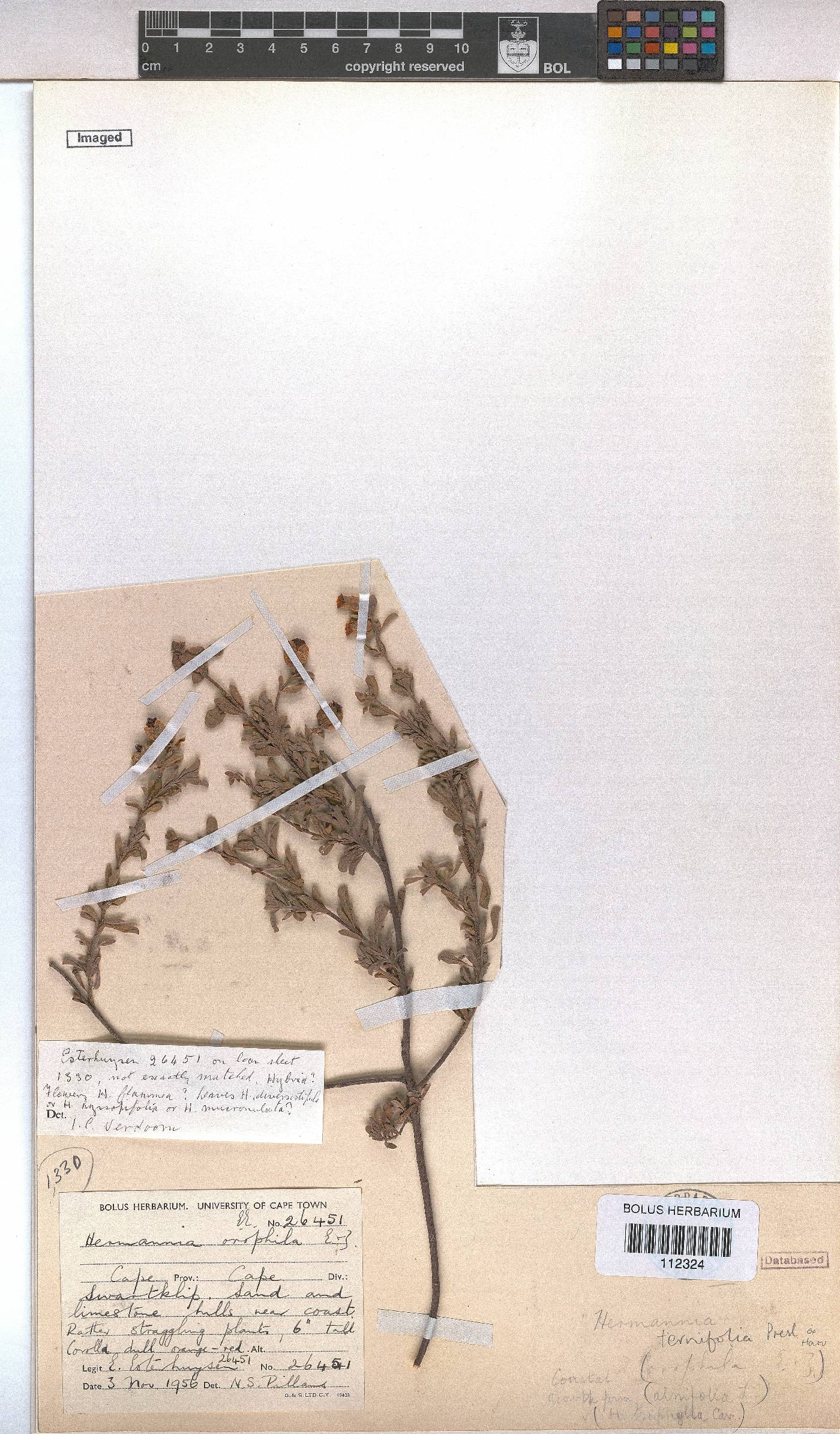 Hermannia ternifolia image