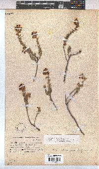 Hermannia trifoliata image