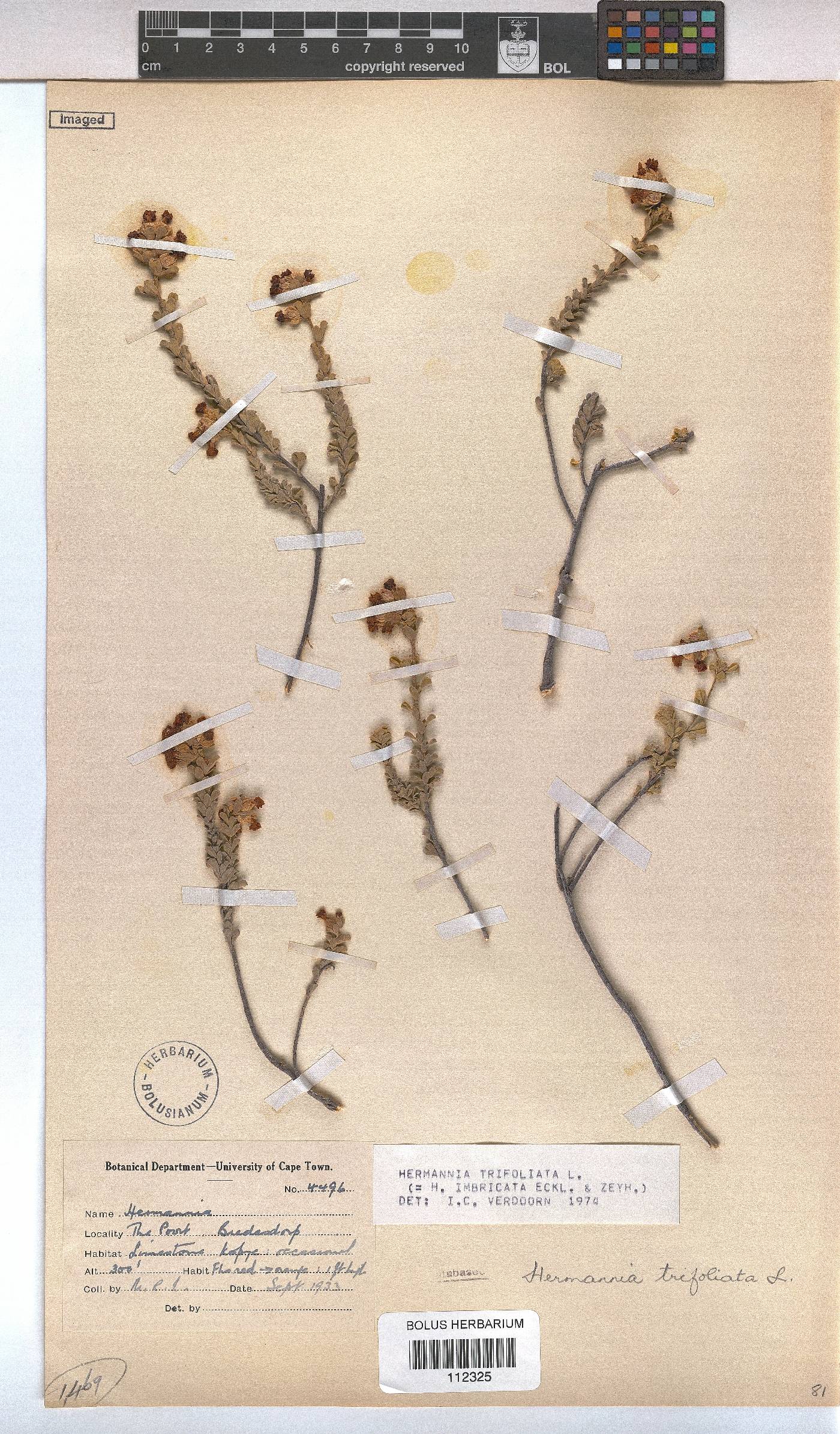 Hermannia trifoliata image