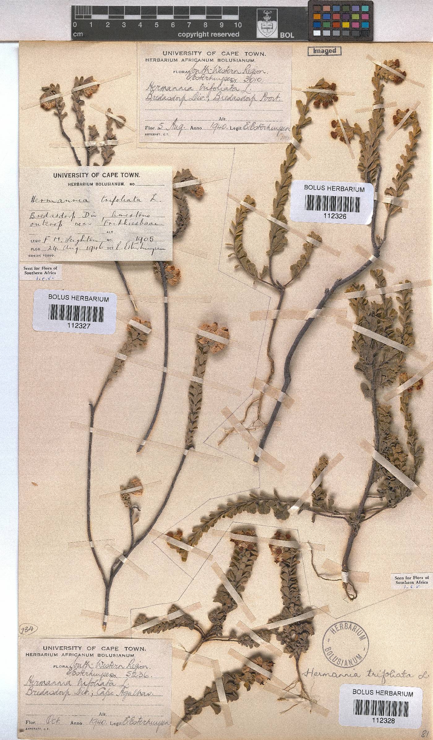 Hermannia trifoliata image
